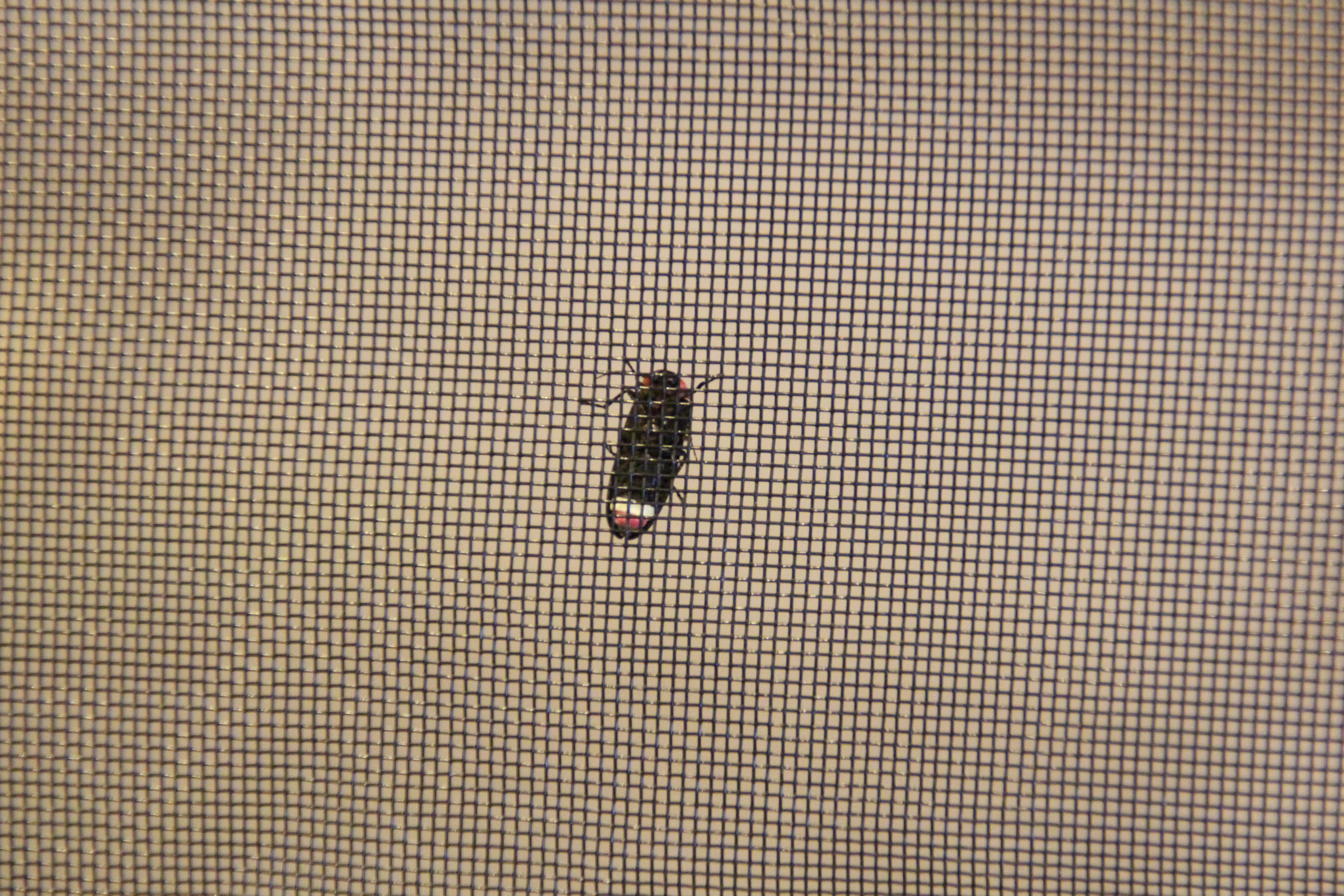ゲンジボタル