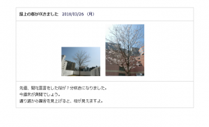 180329どろんこサクラ